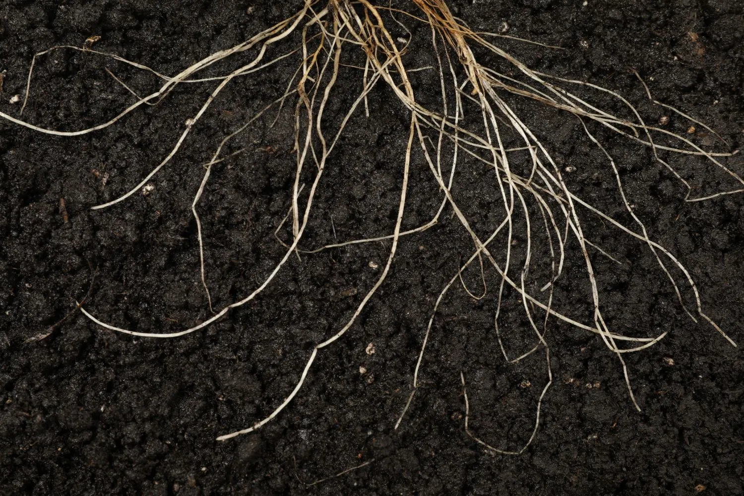 Healthy plant roots spreading through dark, living soil