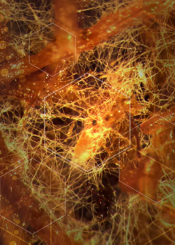 Microscope view of beneficial fungal filaments