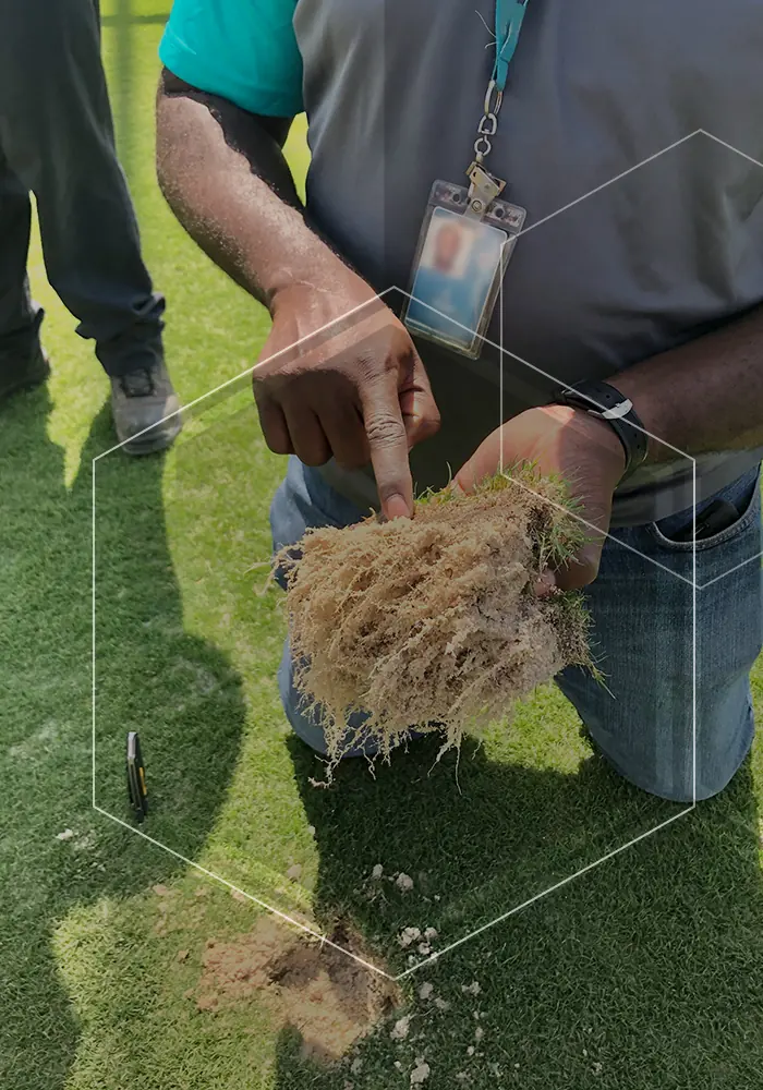 Turf plug held up to show a dense root system